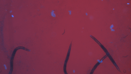 C-Elegans-Eier